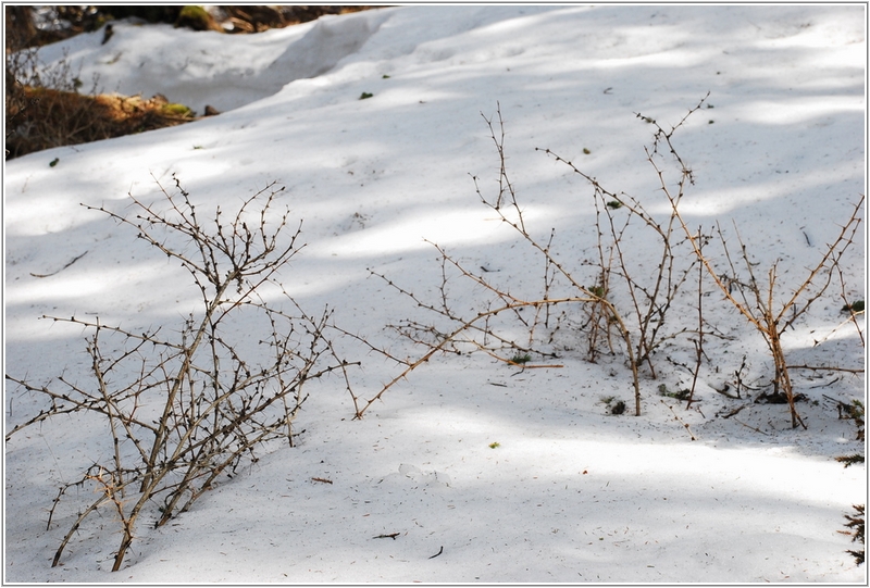 2012-03-06 09-21-33越來越厚的步道積雪.JPG